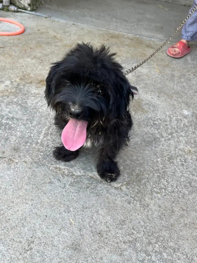 به علت نداشتن جا|سگ|گلوگاه, |دیوار