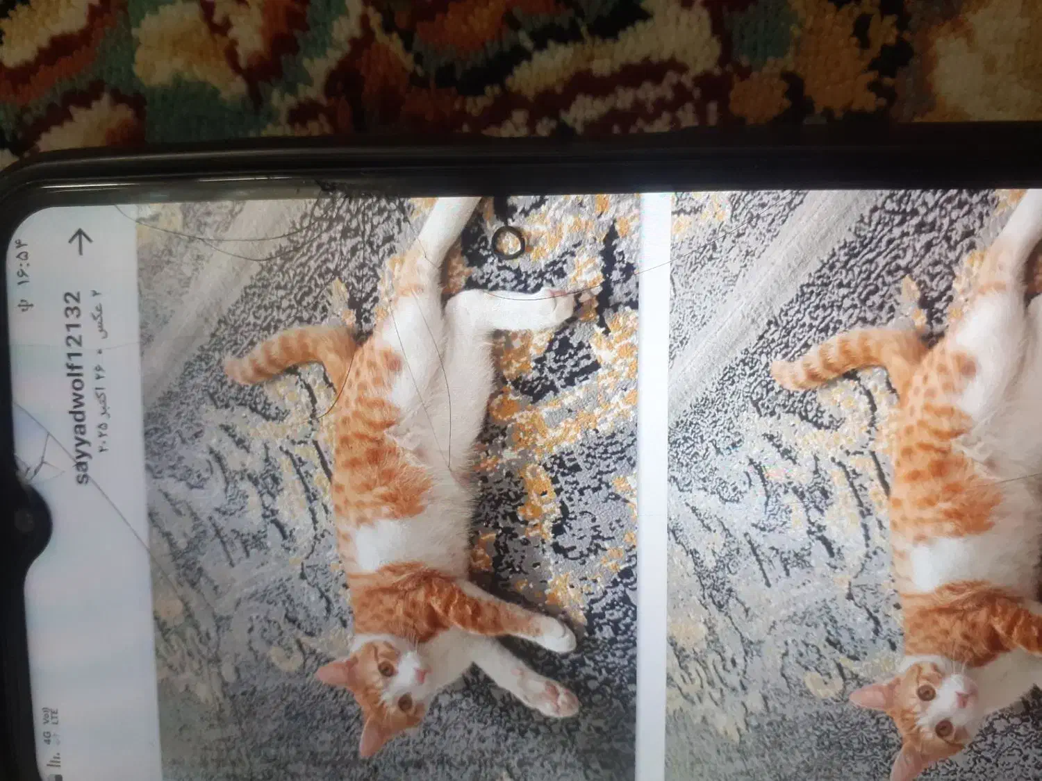 گربه حمایتی|گربه|تهران, کیانشهر|دیوار