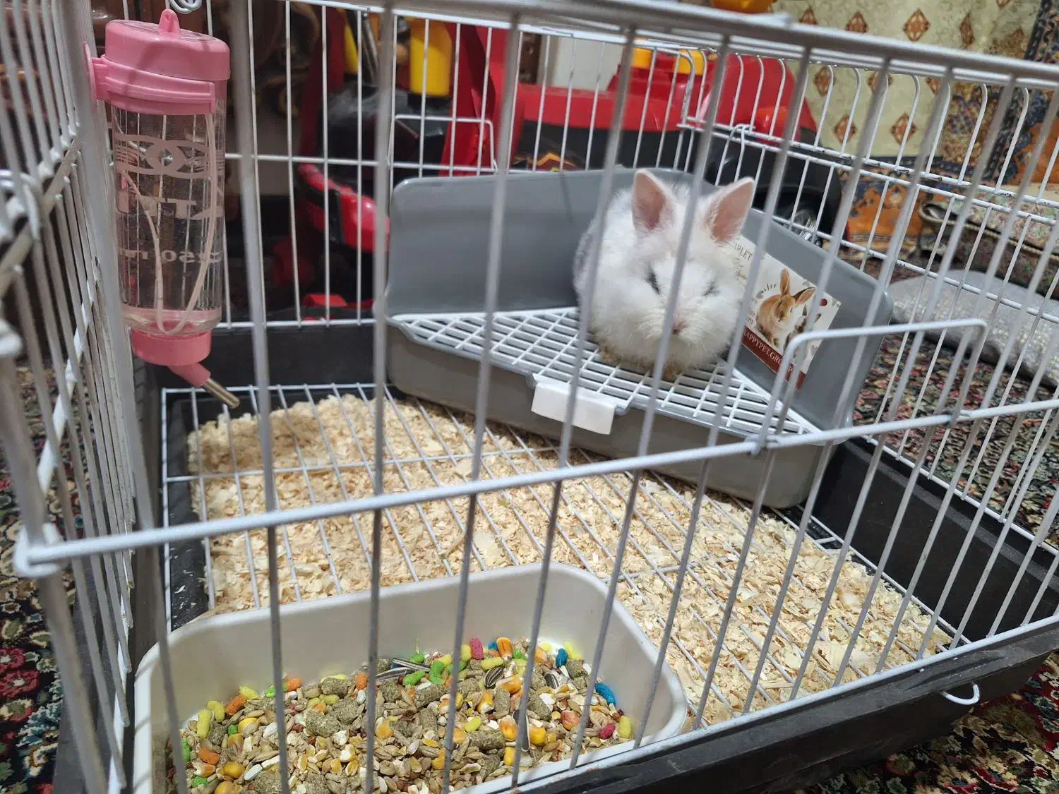 خرگوش لوپ|موش و خرگوش|کرمان, |دیوار