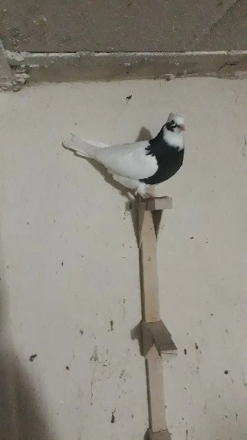 کبوتر|پرنده|شیراز, رکن‌آباد|دیوار