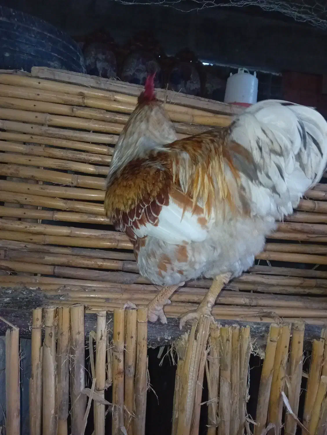 ویاندوت ۲ساله|حیوانات مزرعه|بابکان, |دیوار