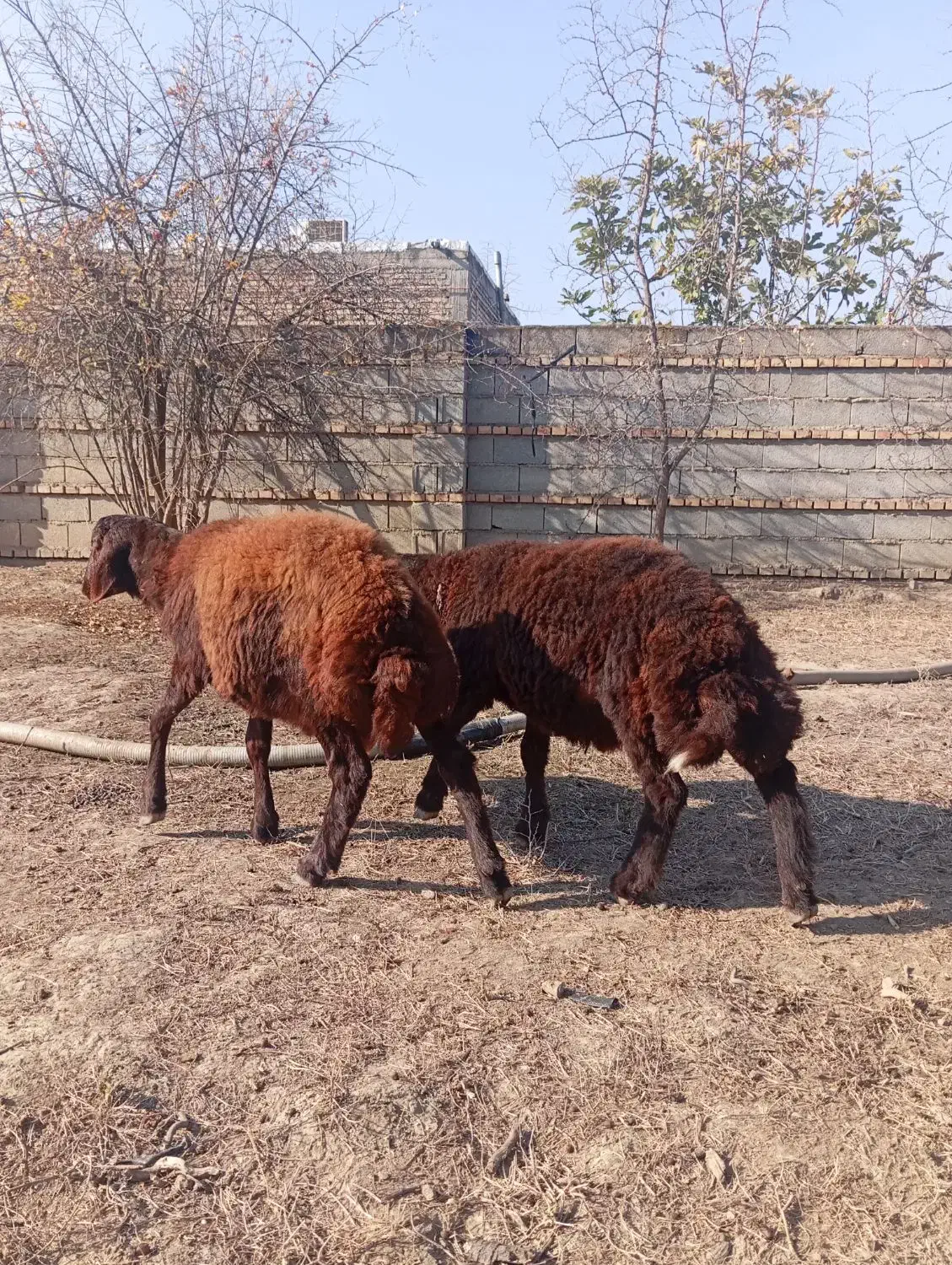 دو عدد بره نر قوچی افشار جنس بالا 5ماهه|حیوانات مزرعه|تاتار علیا, |دیوار