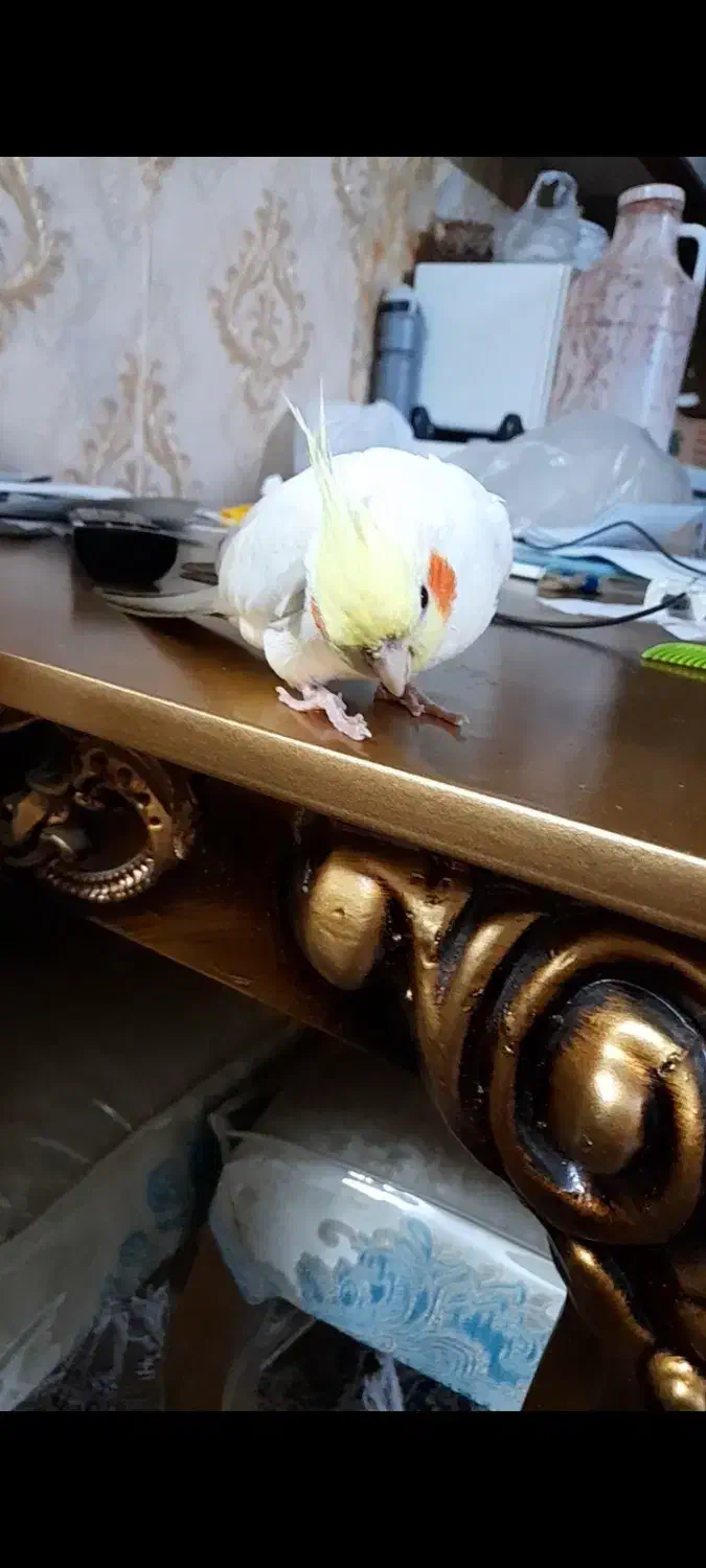 گمشده|حیوانات|نیشابور, پنجراه|دیوار