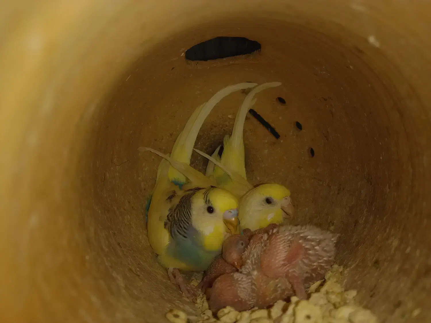 جفت مرغ عشق با جوجه و عروس هلندی|پرنده|قائن, |دیوار