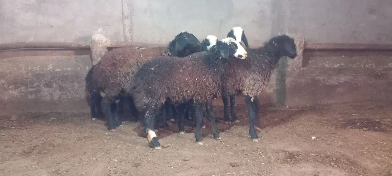 گوسفند شال|حیوانات مزرعه|تاکستان, |دیوار