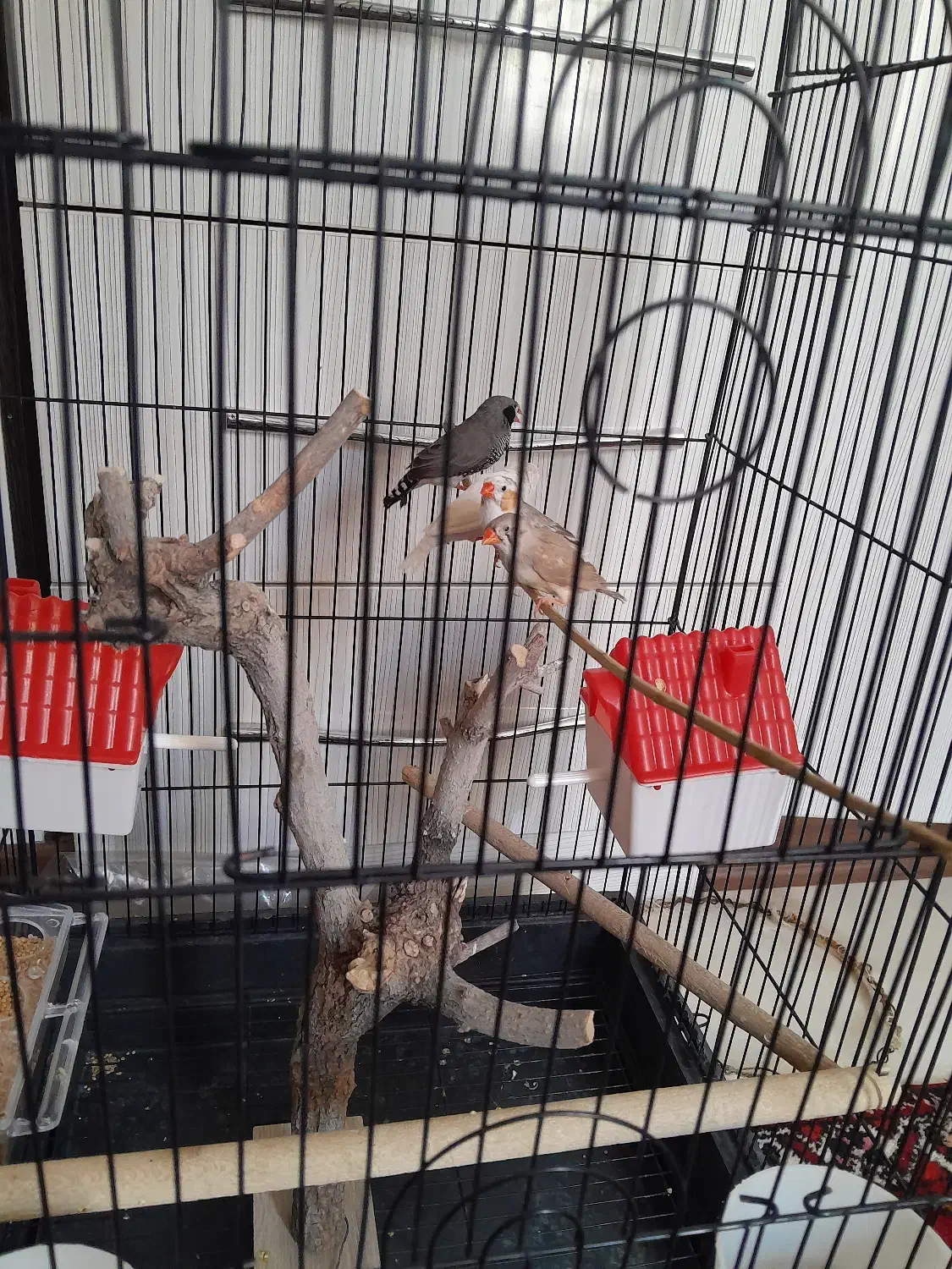 فنج|پرنده|اصفهان, شهرک آزمایش|دیوار