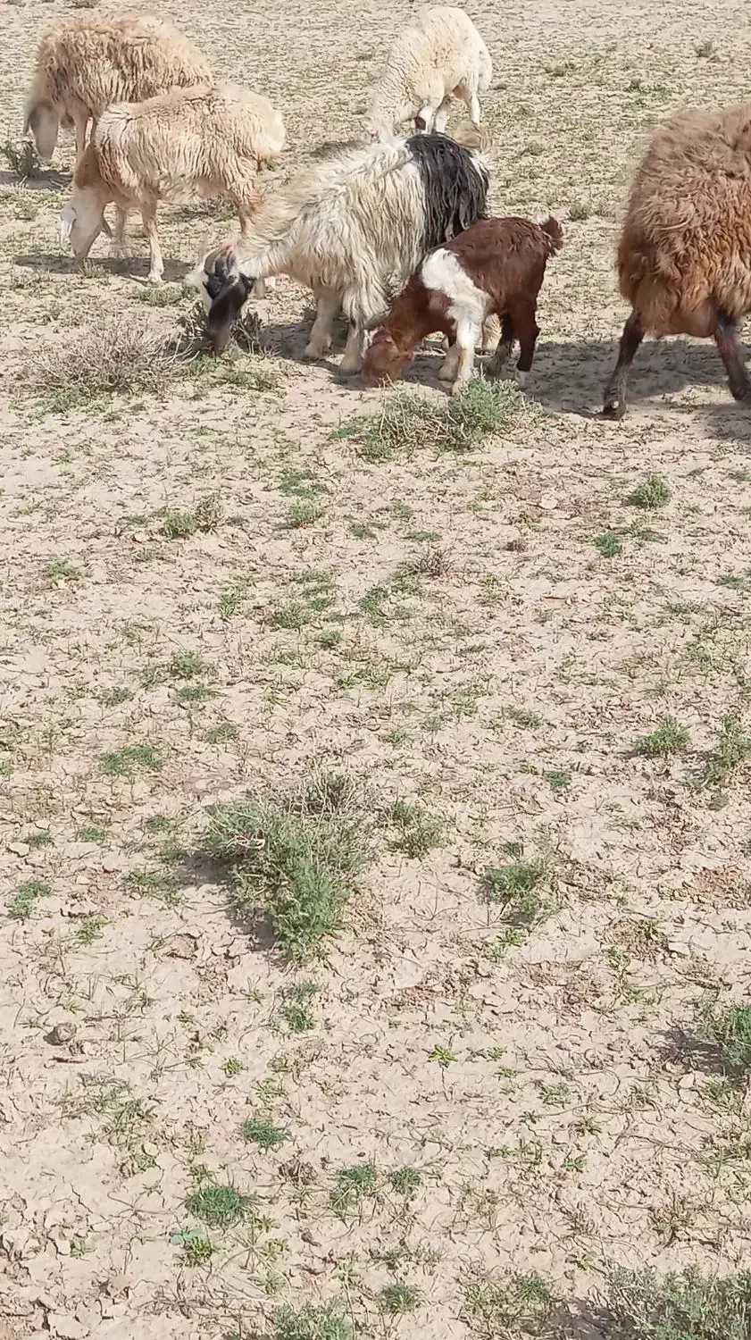 بز جوان|حیوانات مزرعه|تایباد, |دیوار