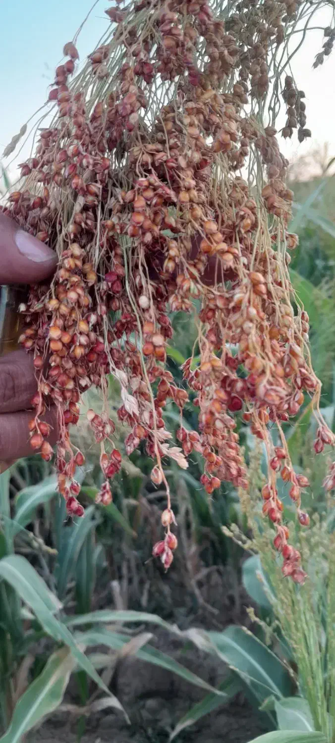 دسته ای ۶۰ هزار زیاد ببری کمتر حساب میکنم|لوازم نظافت|کوهدشت, |دیوار
