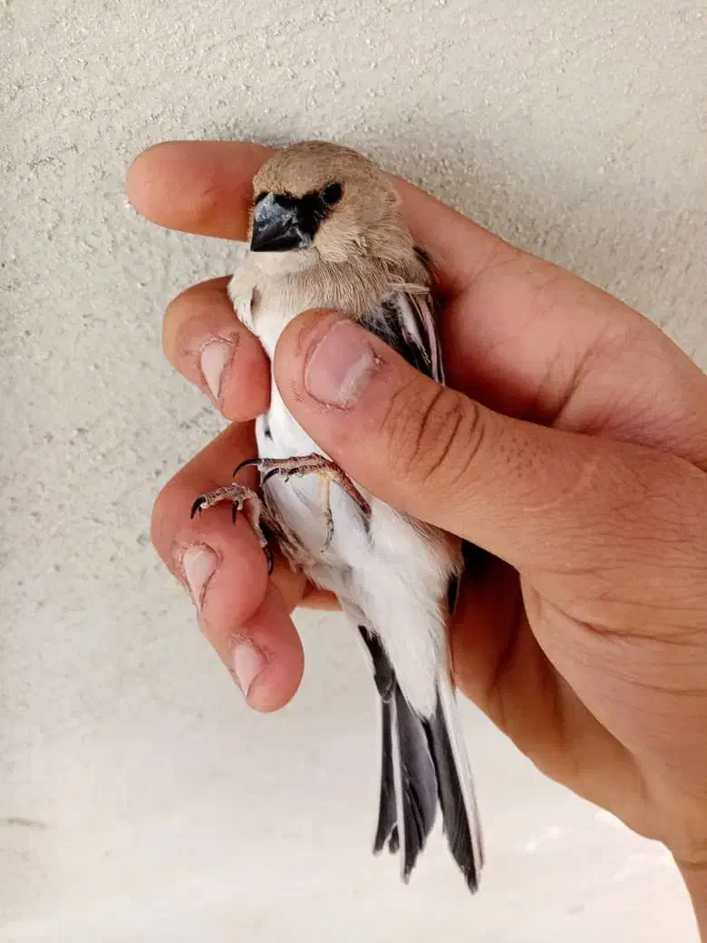 بال صورتی|پرنده|کرمان, |دیوار