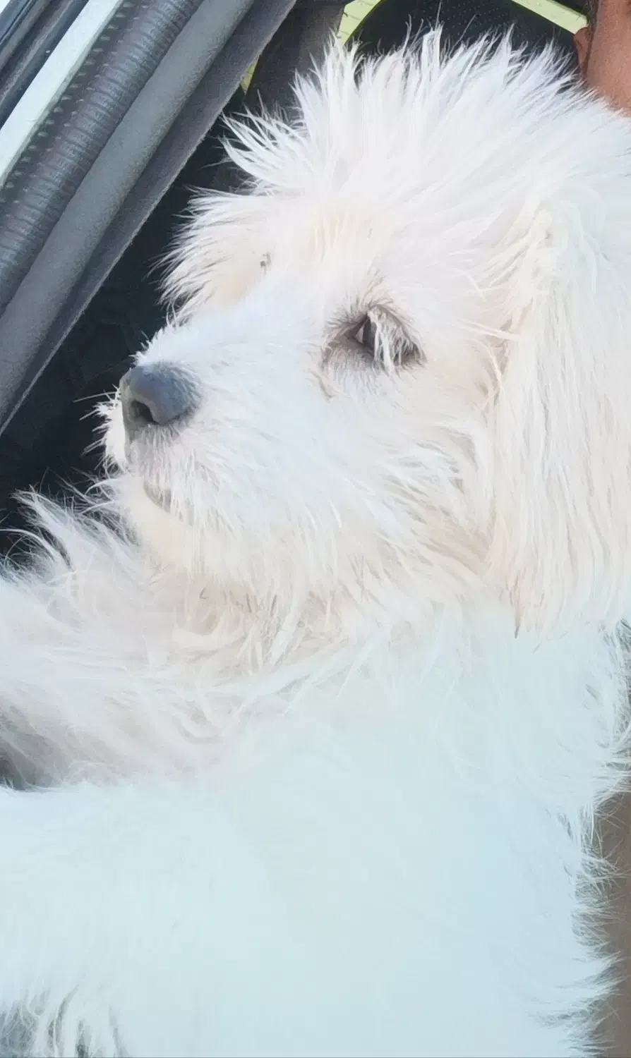 سگ پاکوتاه|سگ|سیرجان, |دیوار