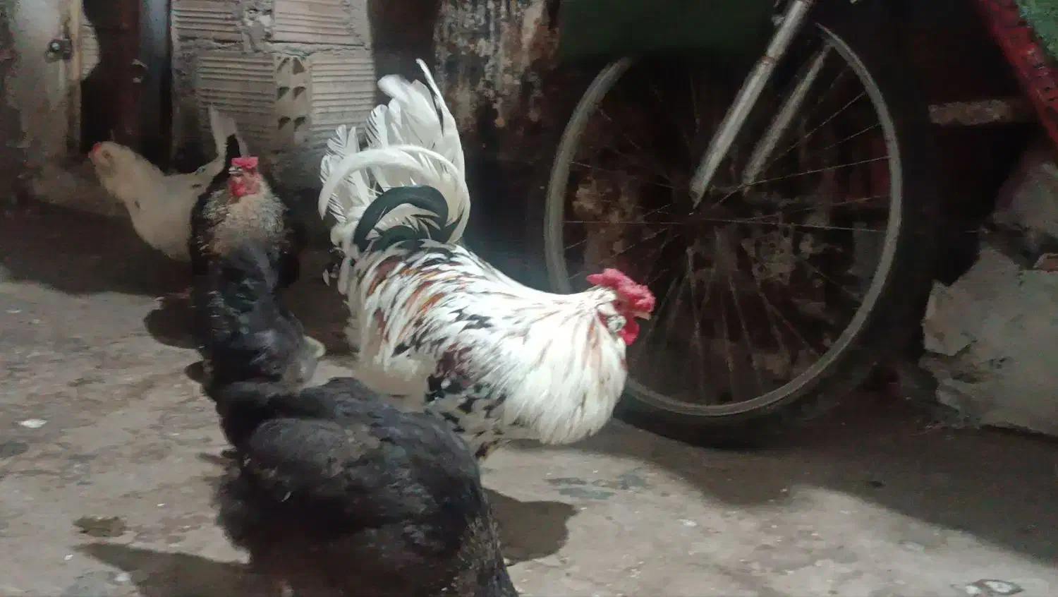 مرغ و خروس|حیوانات مزرعه|کهریزک, |دیوار