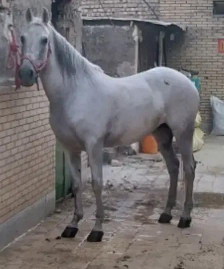 اسب کرد|اسب و تجهیزات اسب‌سواری|فلاورجان, |دیوار