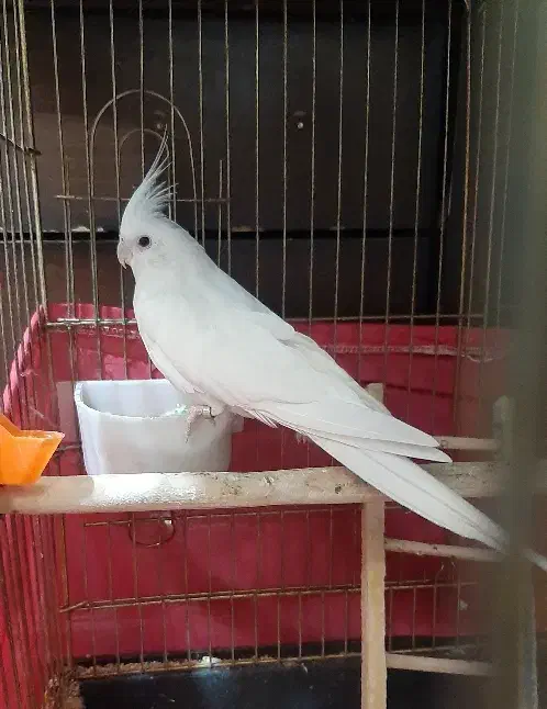 جفت عروس هلندی آلبینو|پرنده|خوی, |دیوار