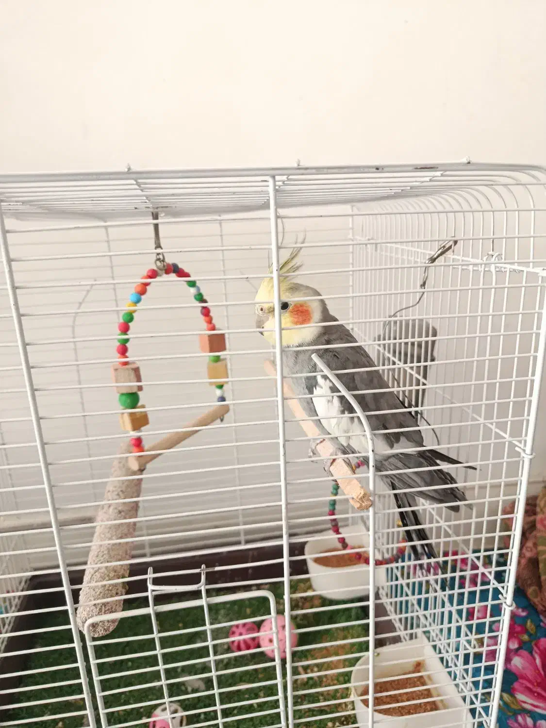 فروش عروس هلندی باقفس|پرنده|اردبیل, |دیوار