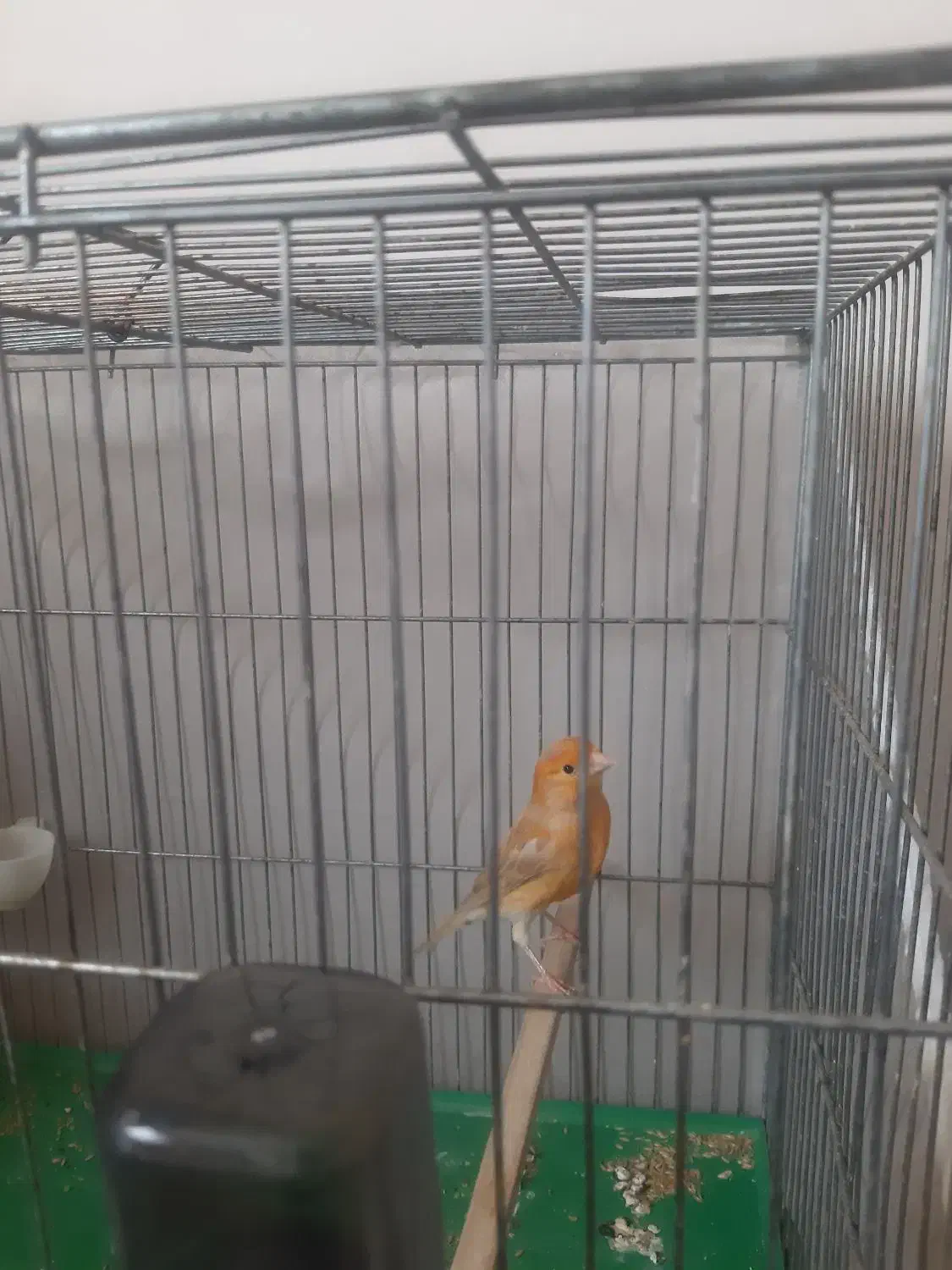 قناری ماده دارچینی،آماده آماده،کاملاً سالم|پرنده|اصفهان, سنبلستان|دیوار