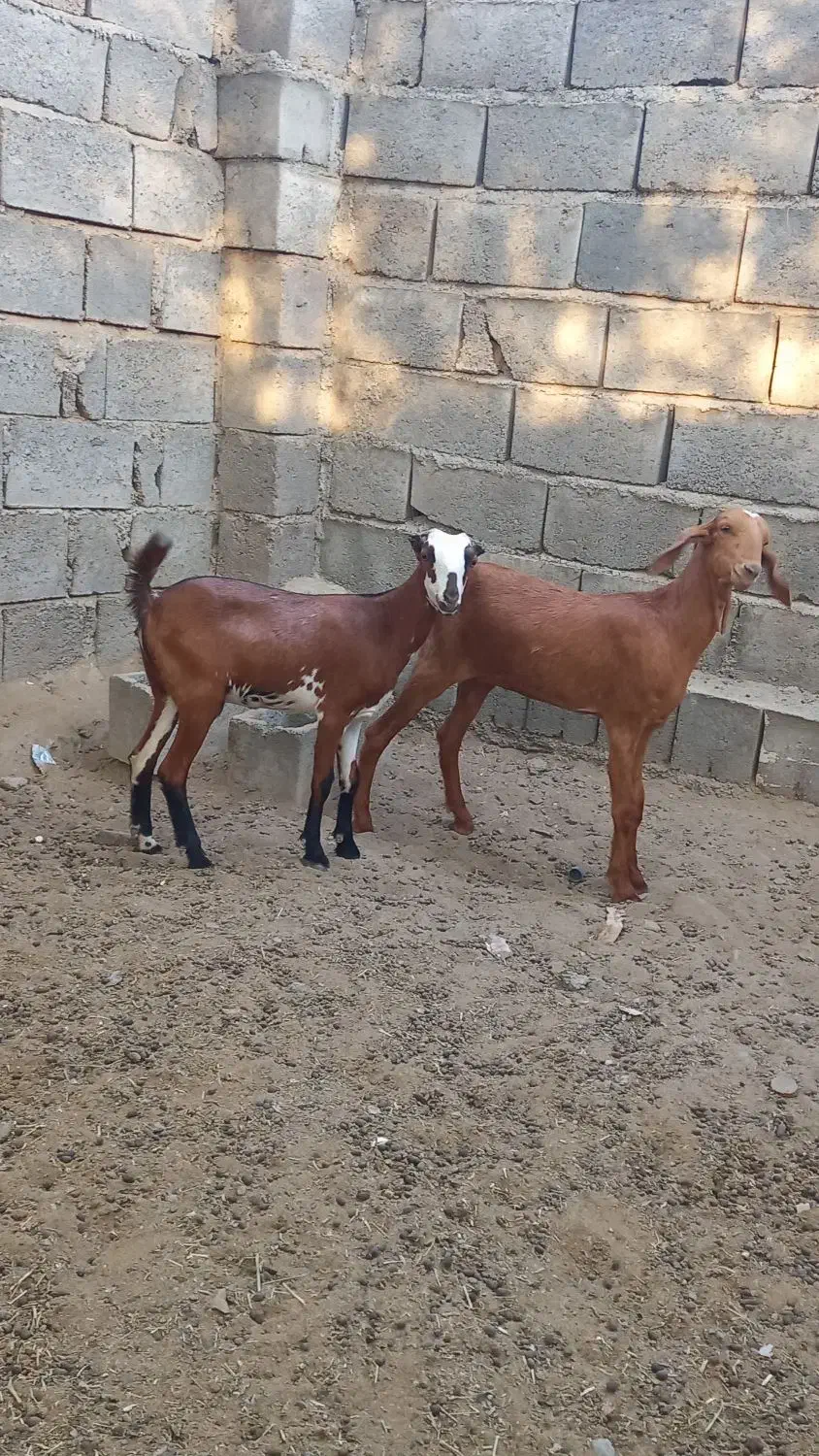 بز صلاله اصلی|حیوانات مزرعه|میناب, |دیوار