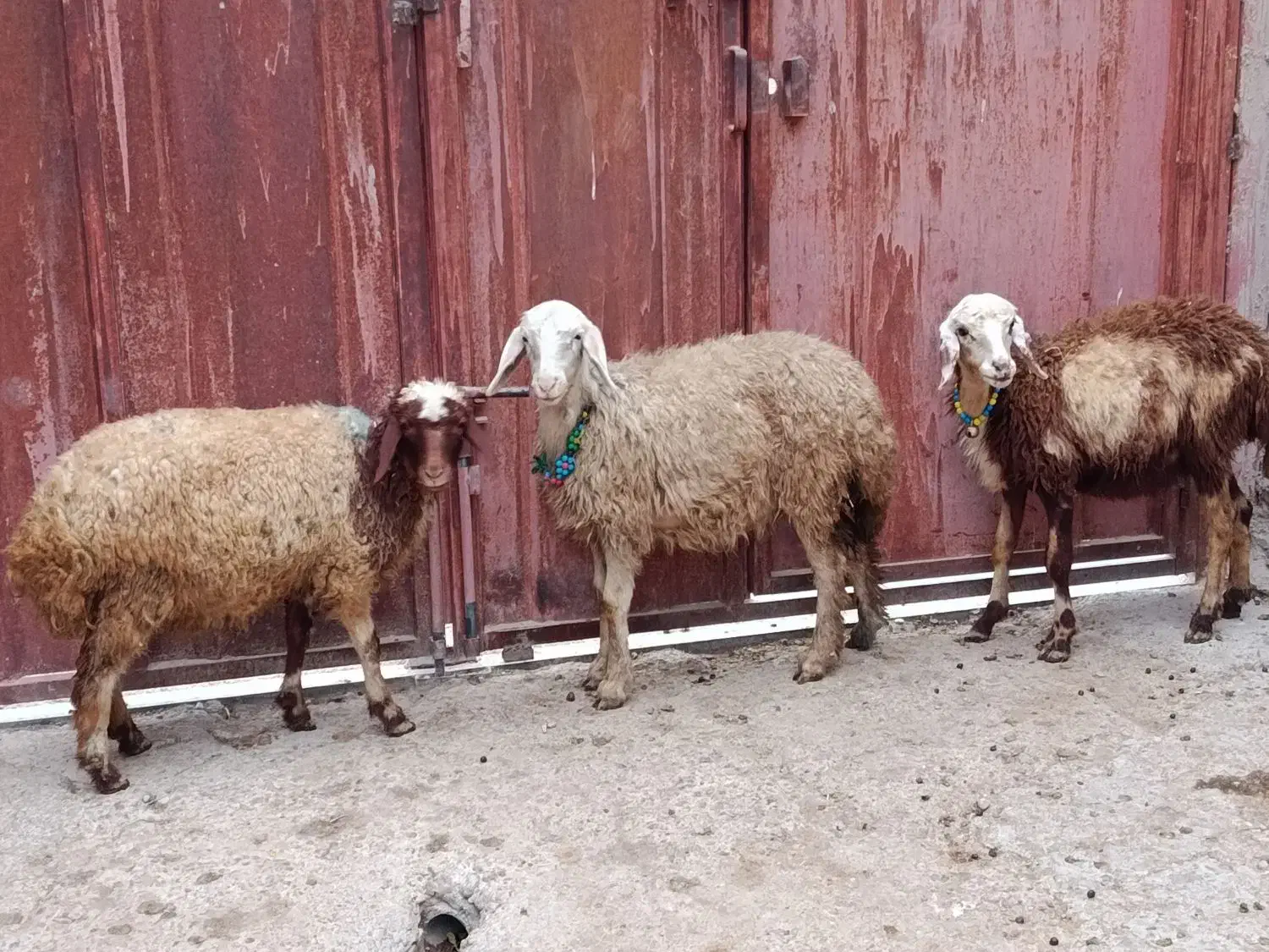 سه راس بره|حیوانات مزرعه|بروجرد, |دیوار