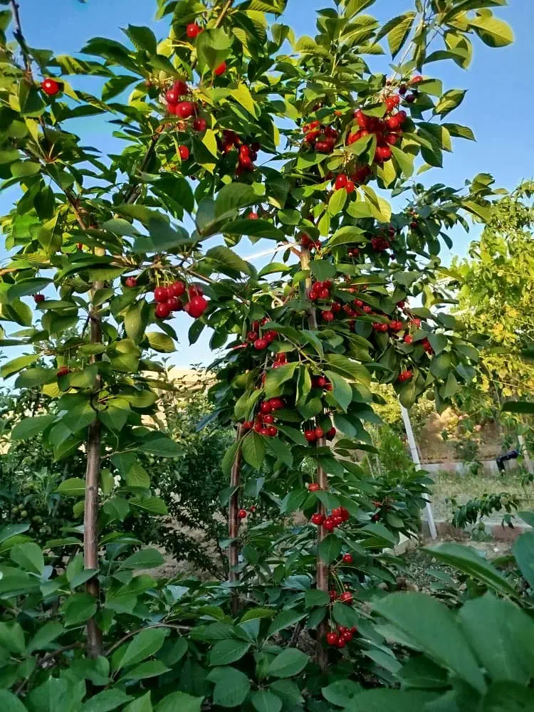زمین  ویلایی معاوضه با  خودرو ترجیحا ال نود|فروش خانه و ویلا|تیکمه داش, |دیوار