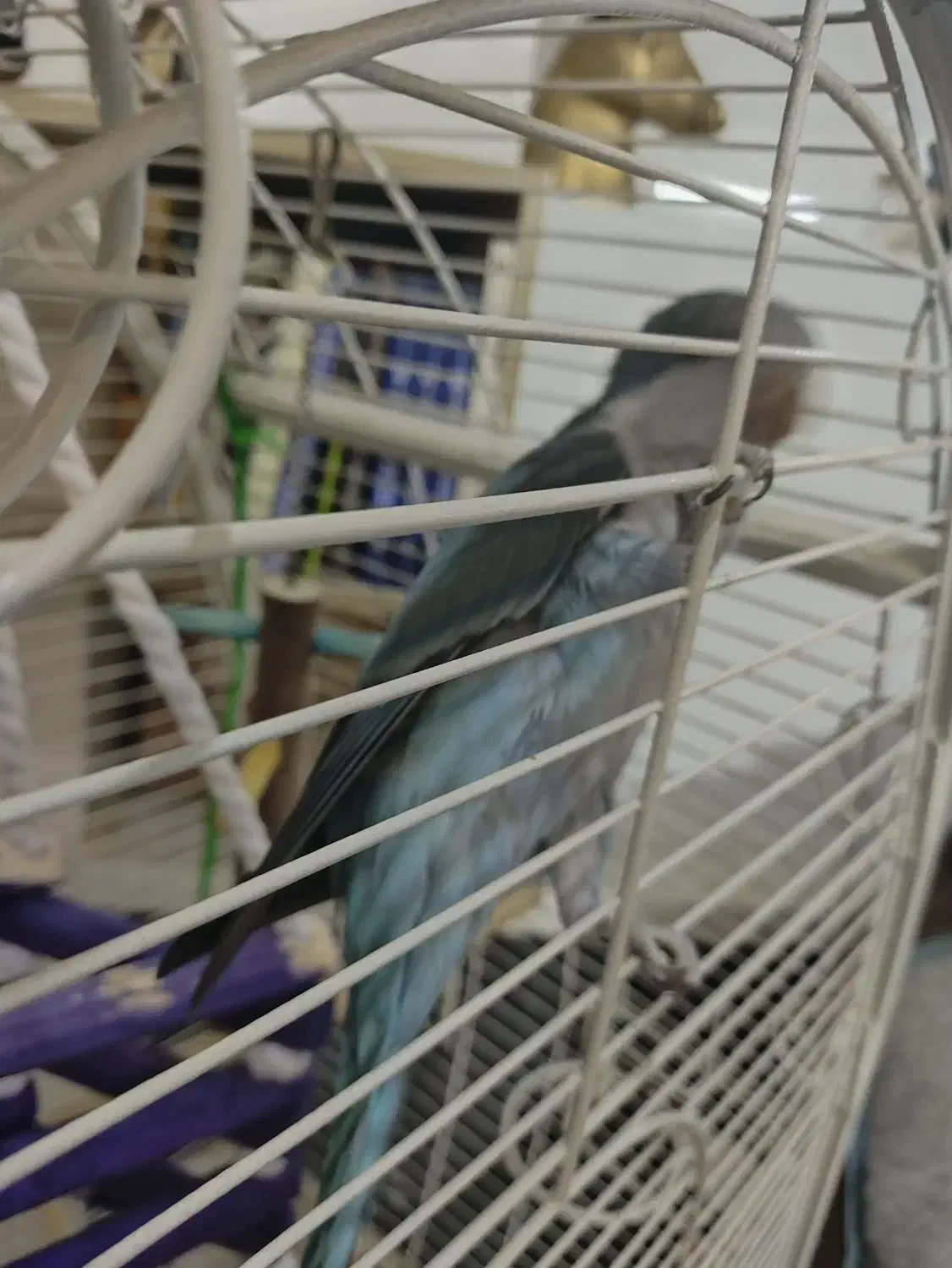 طوطی راهب معاوضه|پرنده|پاکدشت, پاکدشت (مامازند)|دیوار