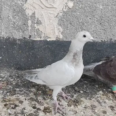 کفتر صید|پرنده|تربت‌حیدریه, میدان مرکزی|دیوار