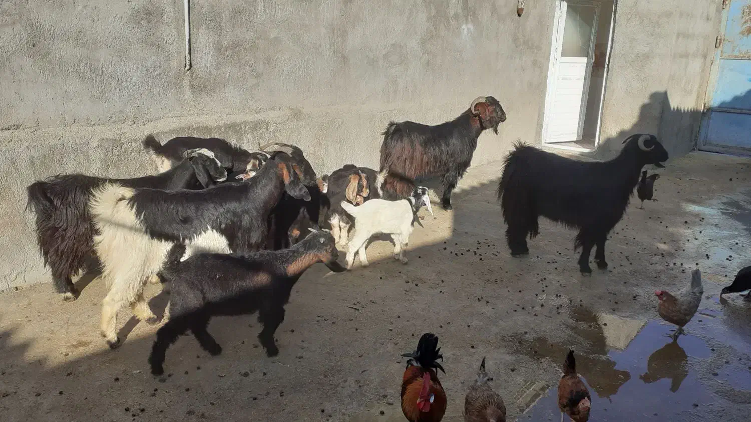 ۳عددگیسکنتقیویکعددساورین|حیوانات مزرعه|سیروان, |دیوار