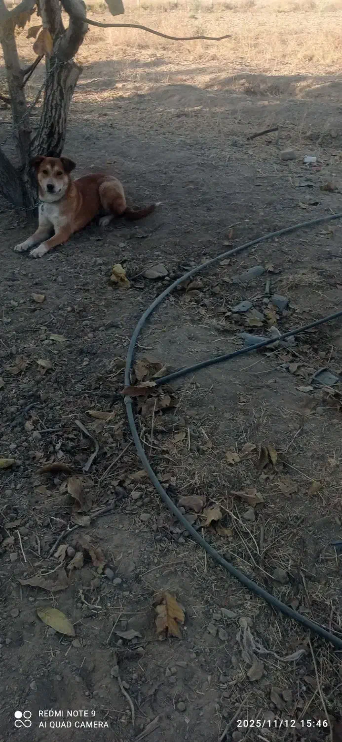 توله سگ|سگ|رزن, |دیوار