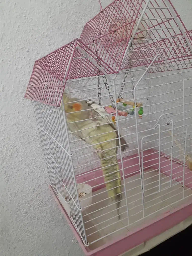 پرنده عروس نر|پرنده|کیلان, |دیوار