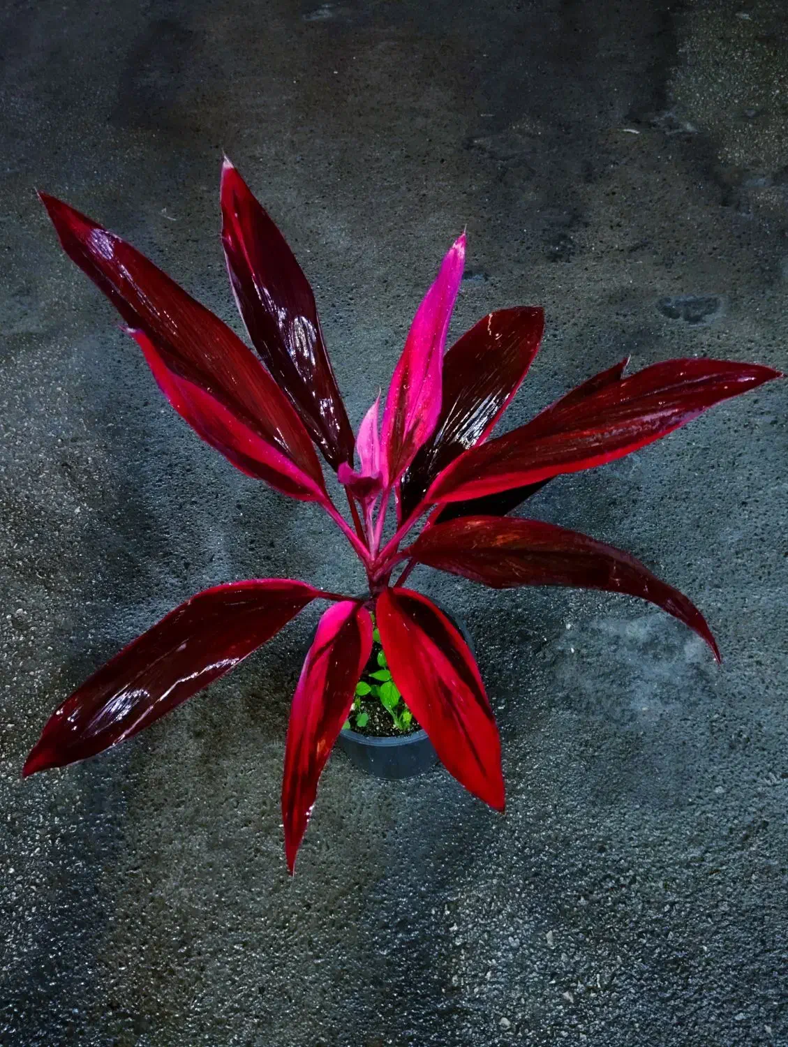 کوردلین سرخ|گل و گیاه طبیعی|نیشابور, شهرک قدس|دیوار