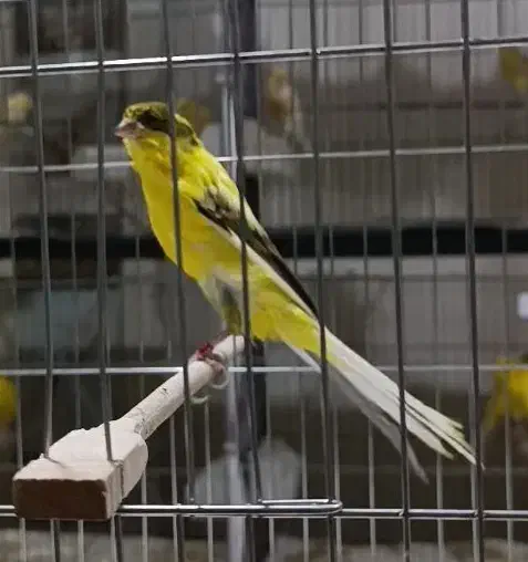 آموزش و فروش قناری|پرنده|ری, اقدسیه|دیوار