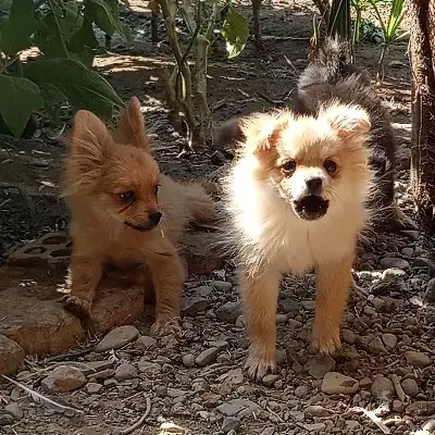 توله پامر|سگ|رباط‌کریم, رباط‌کریم|دیوار