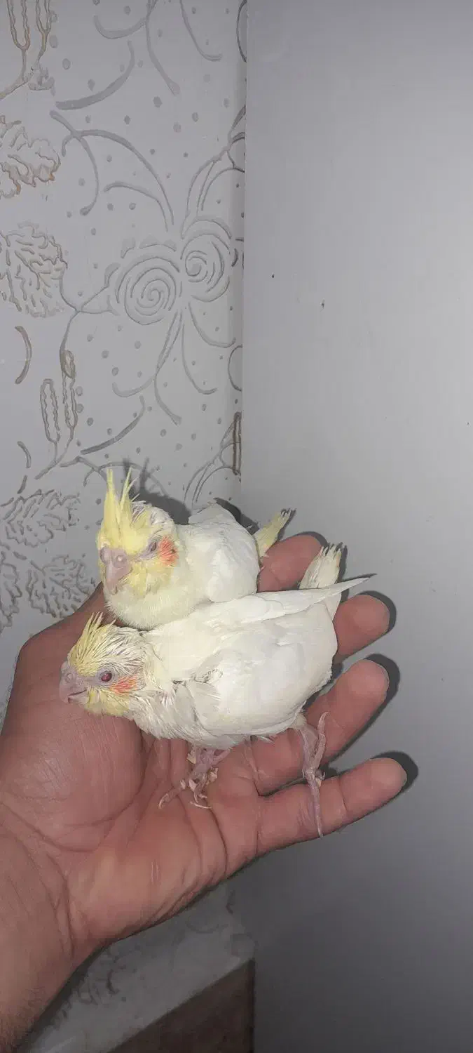 عروس پاریس|پرنده|حمیدیه, |دیوار