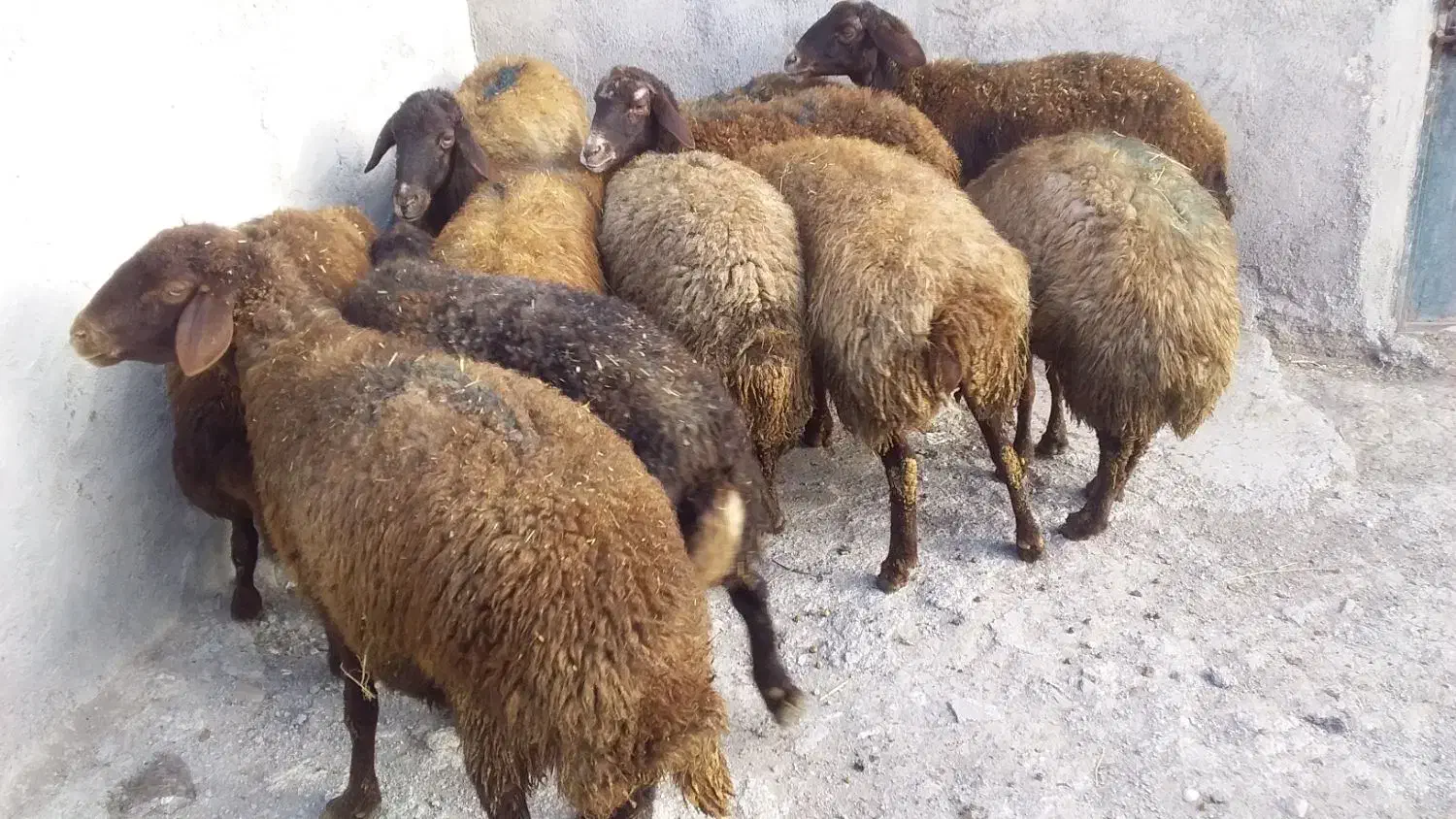 گوشتی وقربانی|حیوانات مزرعه|اردبیل, |دیوار