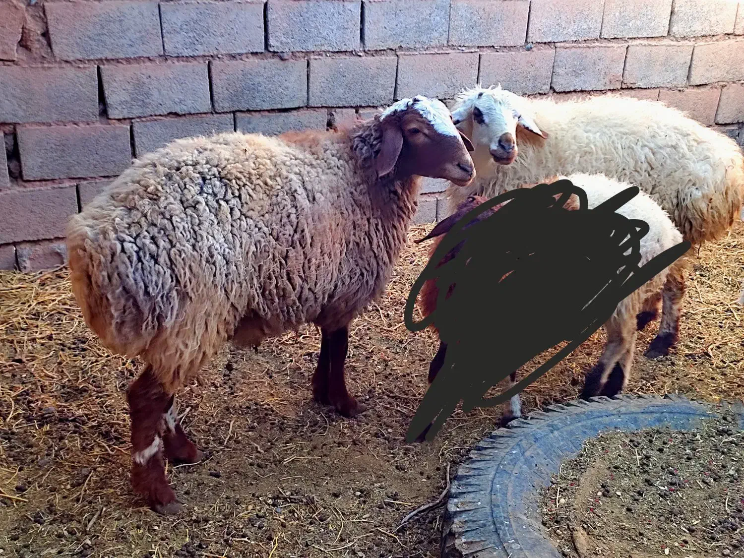 بره نر|حیوانات مزرعه|قائن, |دیوار