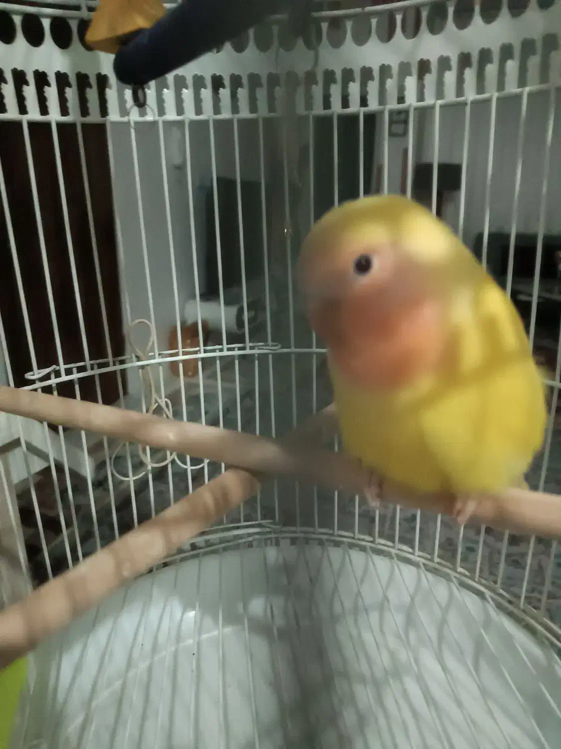 جوجه کوتوله برزیلی تازه دونخور شده  ودستی|پرنده|مشهد, آزادشهر|دیوار