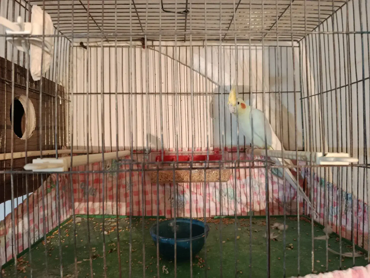 عروس هلندی مولد به شرط|پرنده|عجب شیر, |دیوار