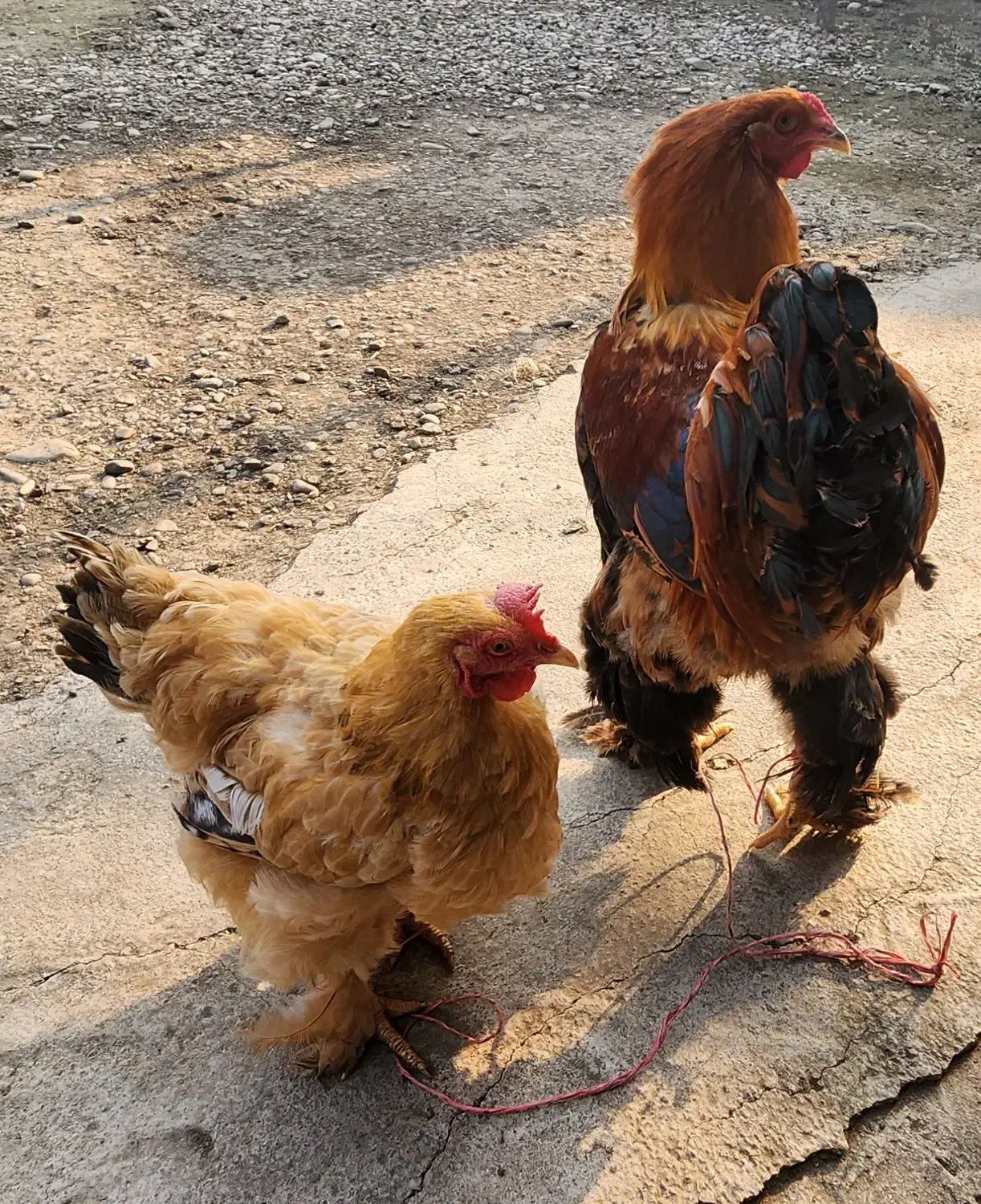 مرغ خروس|حیوانات مزرعه|طاهرگوراب, |دیوار