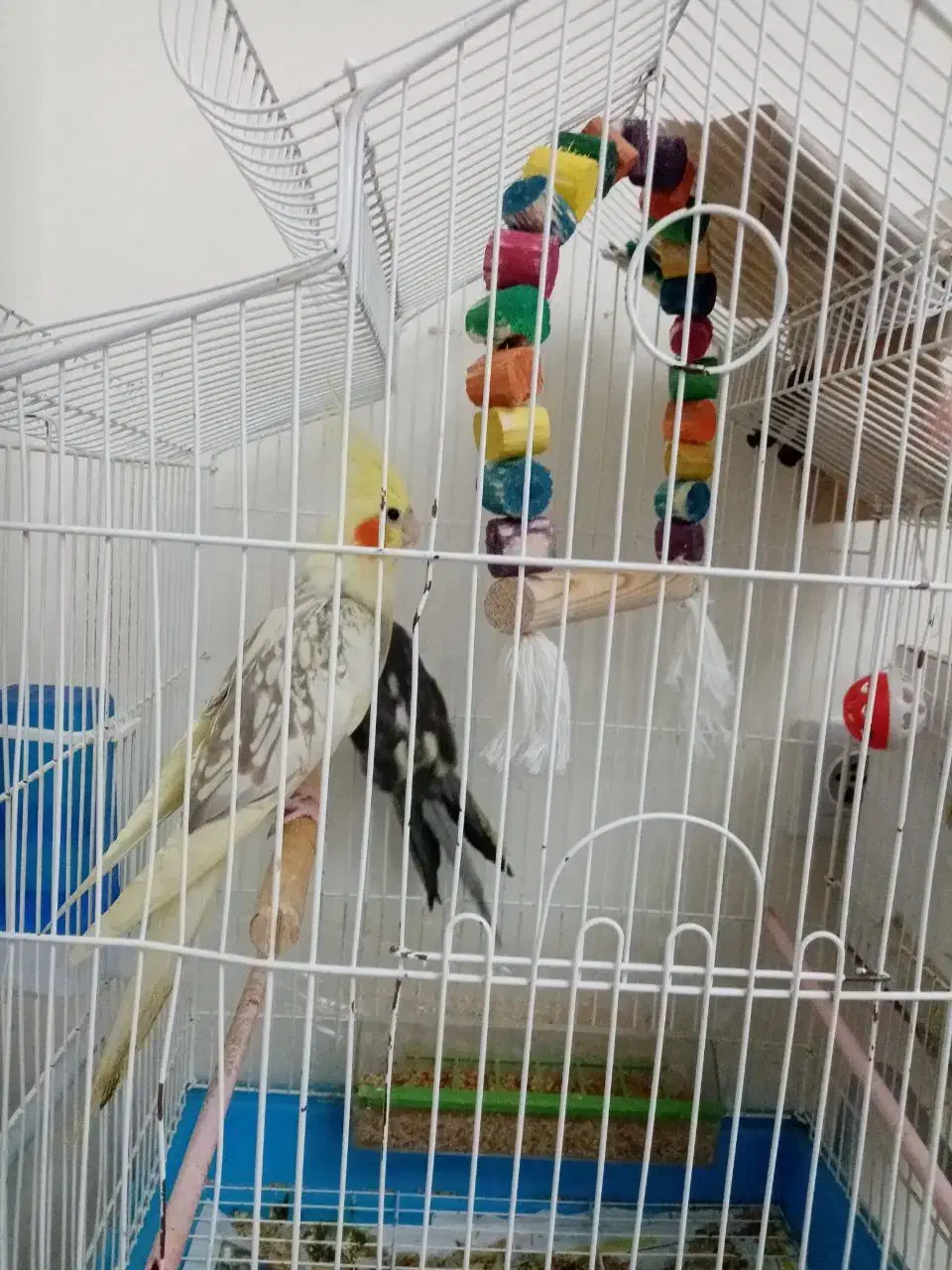 عروس هلندی با قفس|پرنده|سهند, |دیوار