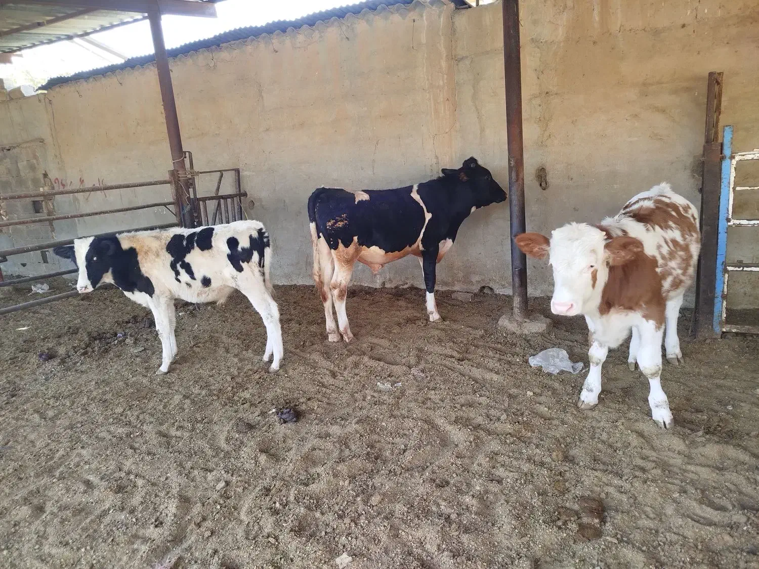 گوساله نر ـ سیمینتال ـ دورگ ـ محلی ( کــوار)|حیوانات مزرعه|طسوج, |دیوار