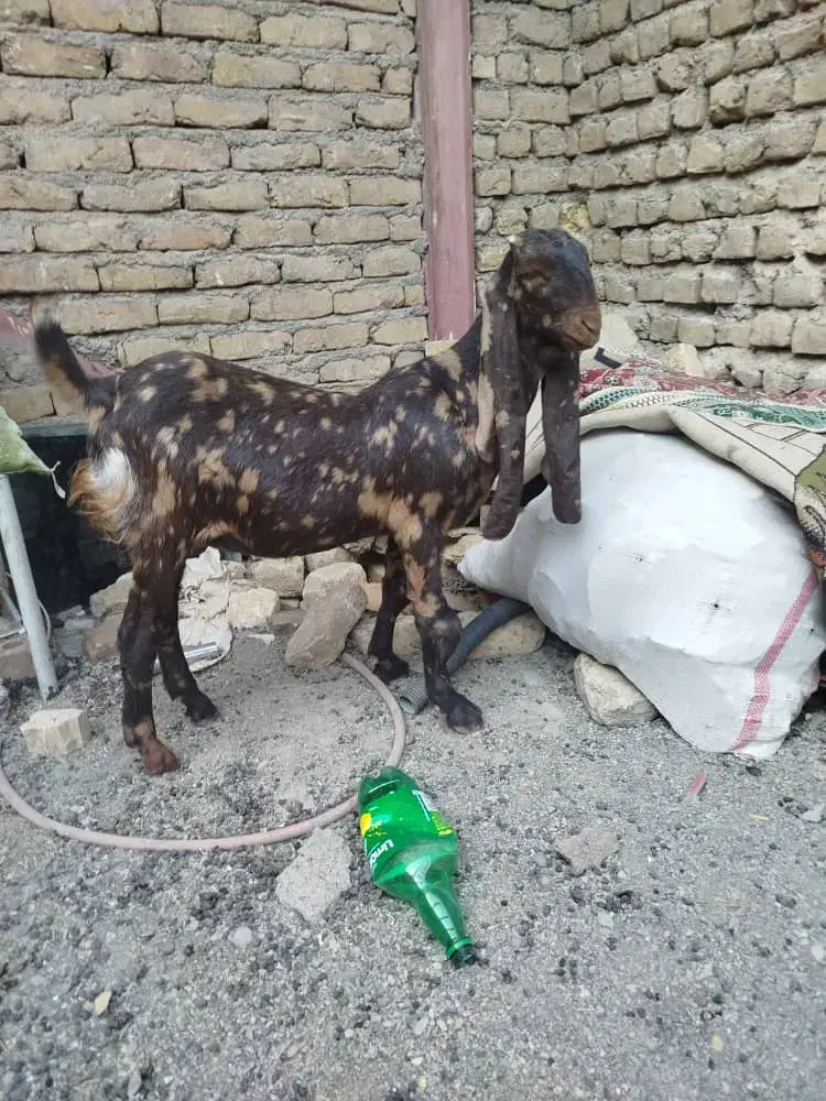 مری پاکستانی اصل|حیوانات مزرعه|رضویه, |دیوار