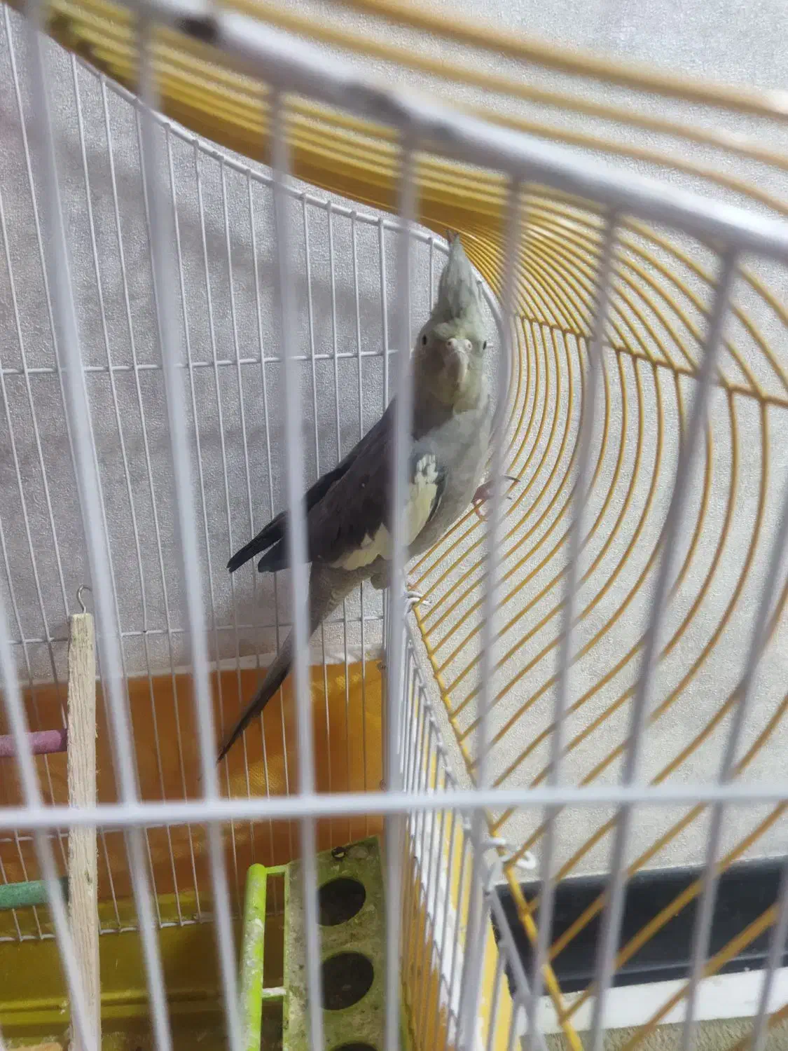 عروس هلندی نر سر حال|پرنده|فولادشهر, C8|دیوار