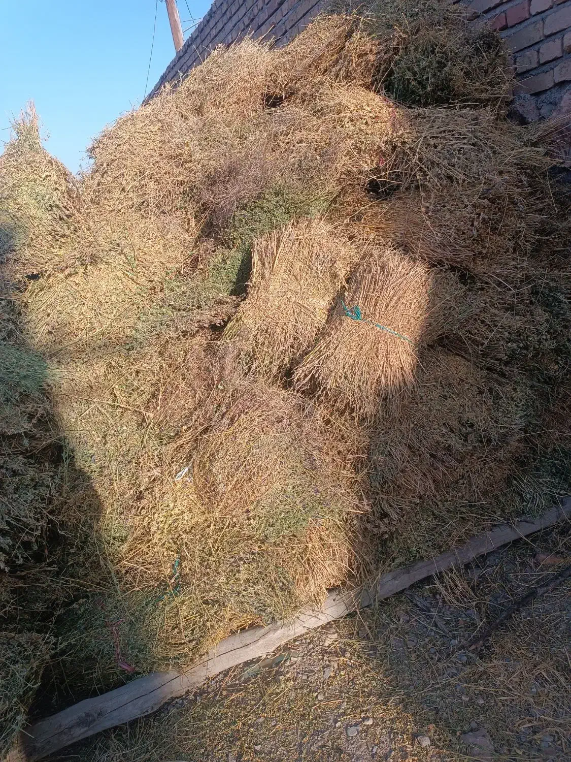 یونجه|لوازم جانبی حیوانات|اسفراین, |دیوار