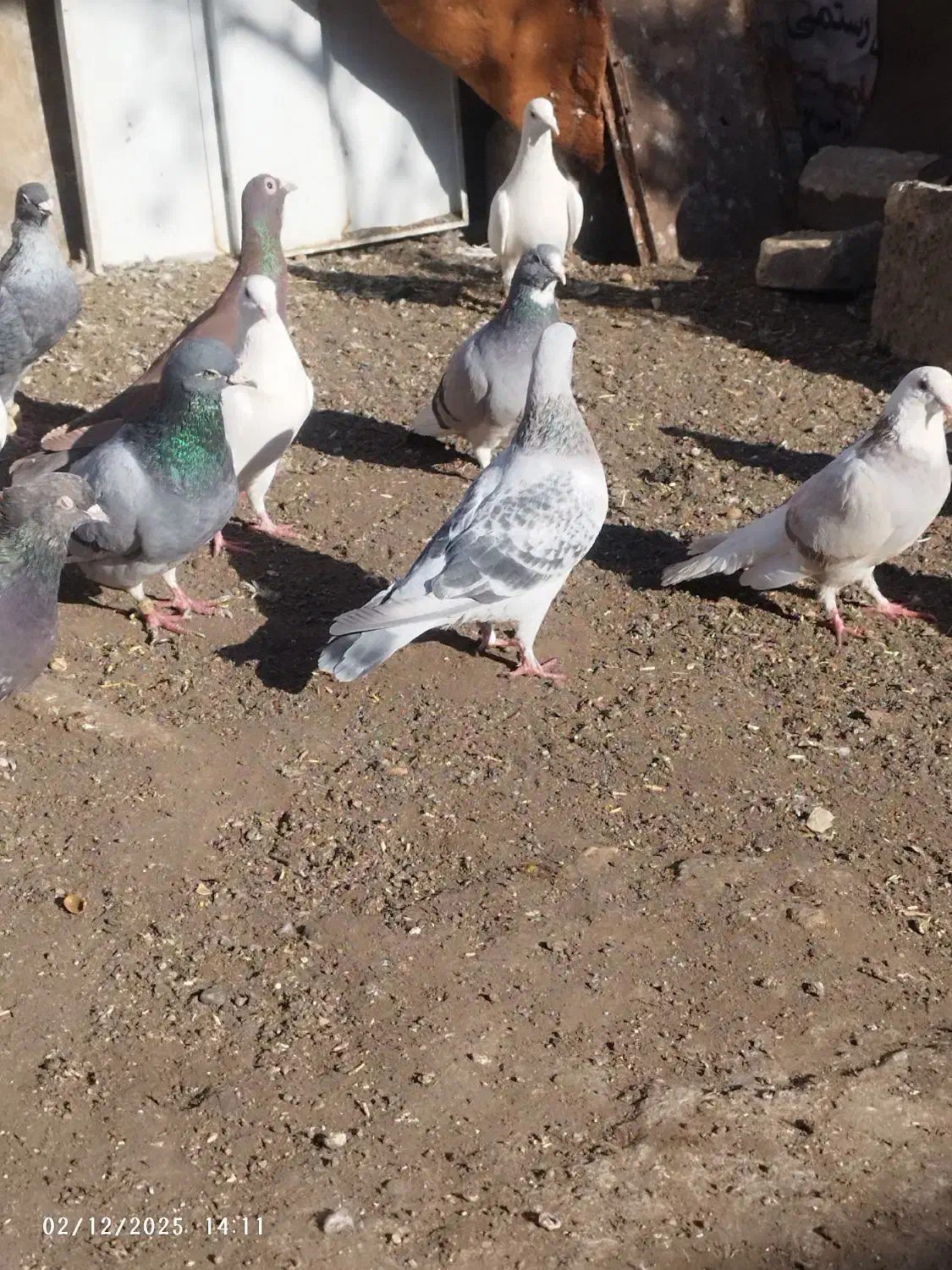 کفتر|پرنده|رفسنجان, |دیوار