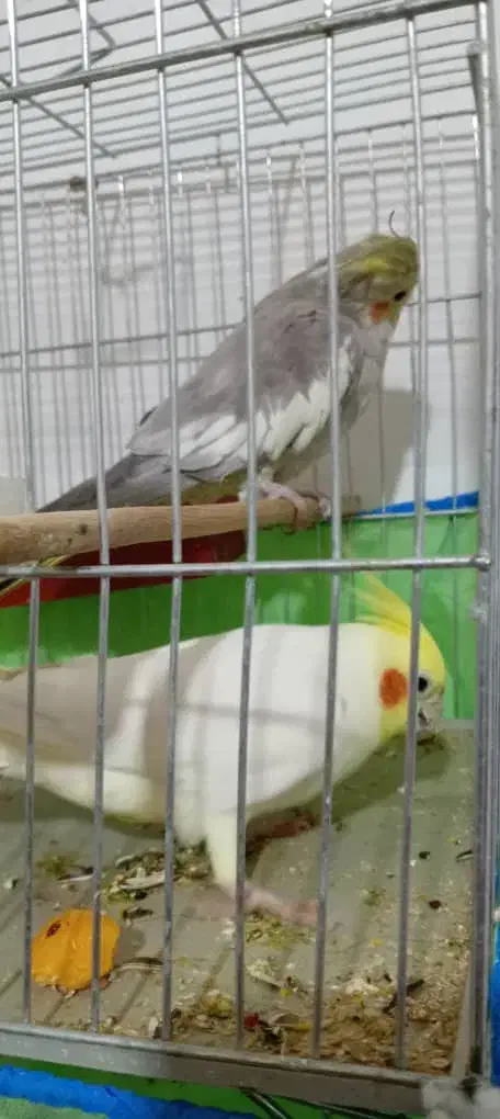 طوطی عروس نر سفید|پرنده|زرند, |دیوار