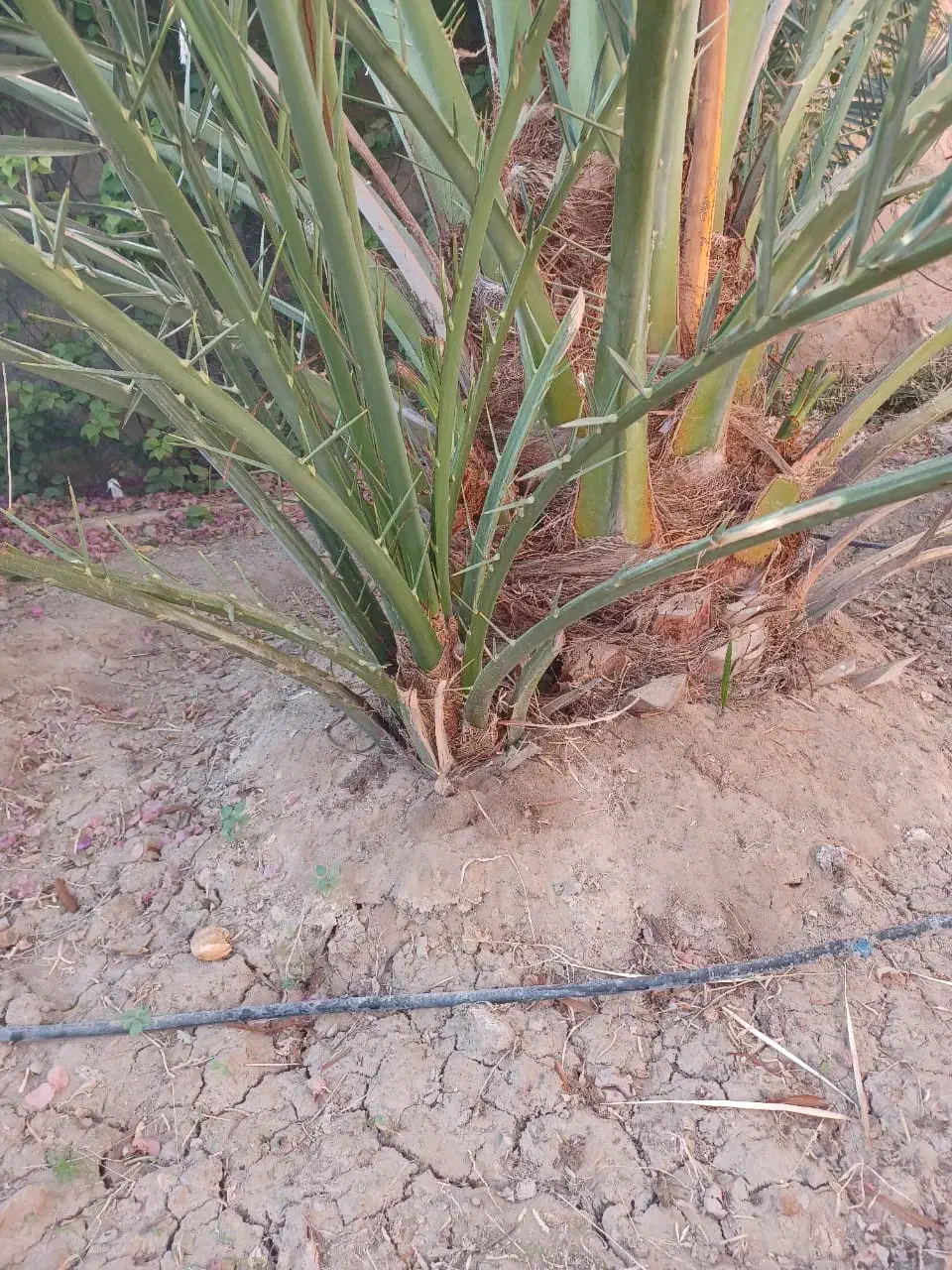 فروش پا جوش نخل برحی آبادان|گل و گیاه طبیعی|رامهرمز, |دیوار