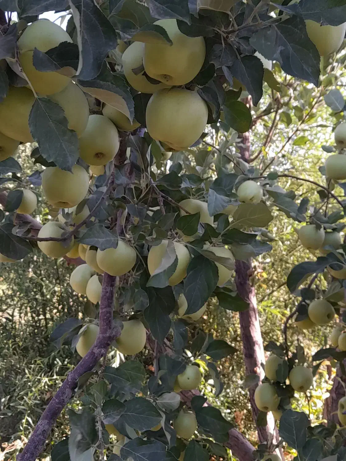 باغ سیب|فروش زمین و ملک کلنگی|سمیرم, |دیوار