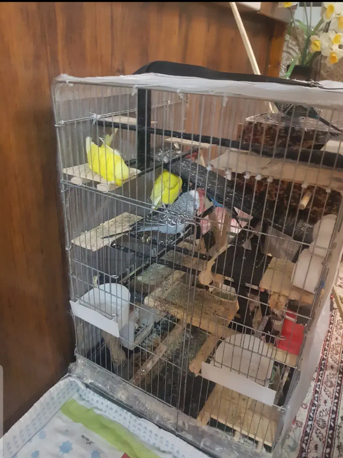 فروش مرغ عشق انگلیسی گریدa|پرنده|بومهن, |دیوار