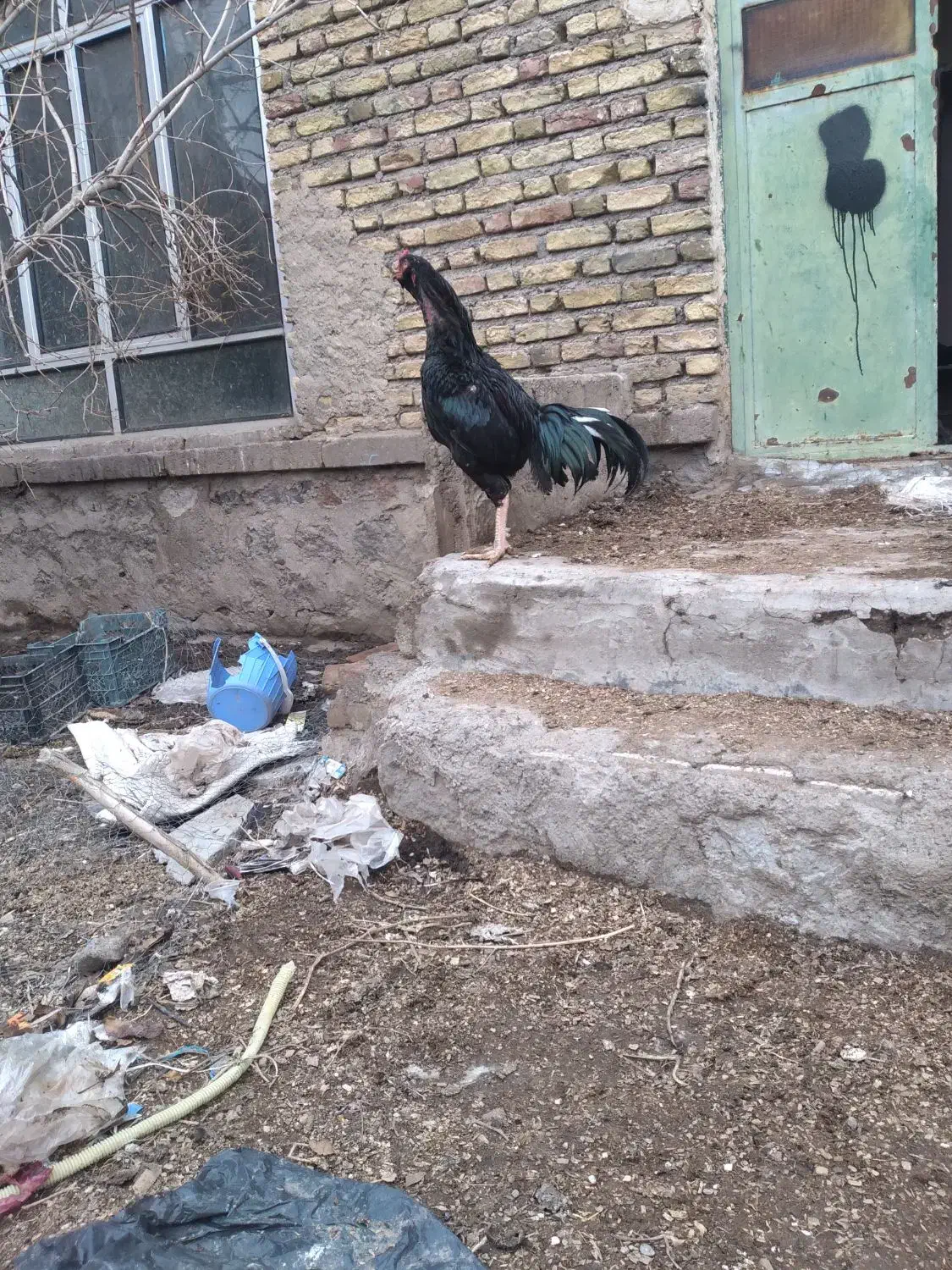 خروس|حیوانات مزرعه|مشگین شهر, |دیوار