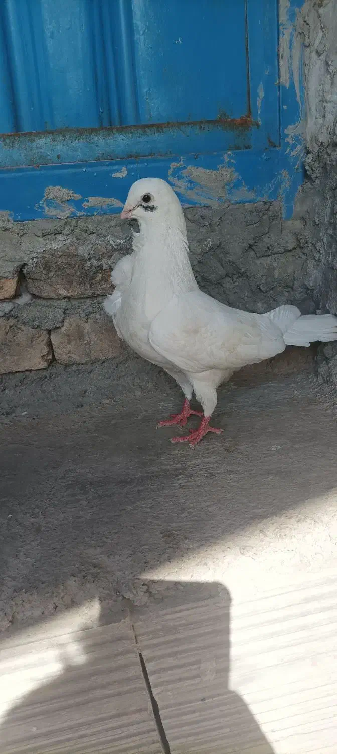 کفتر|پرنده|گرگان, |دیوار