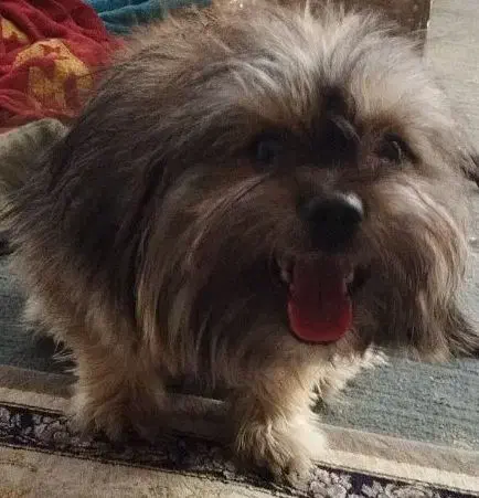 پت شیتزو پامر 8ماهه نر تربیت شده فی2|سگ|گلستان (تهران), |دیوار