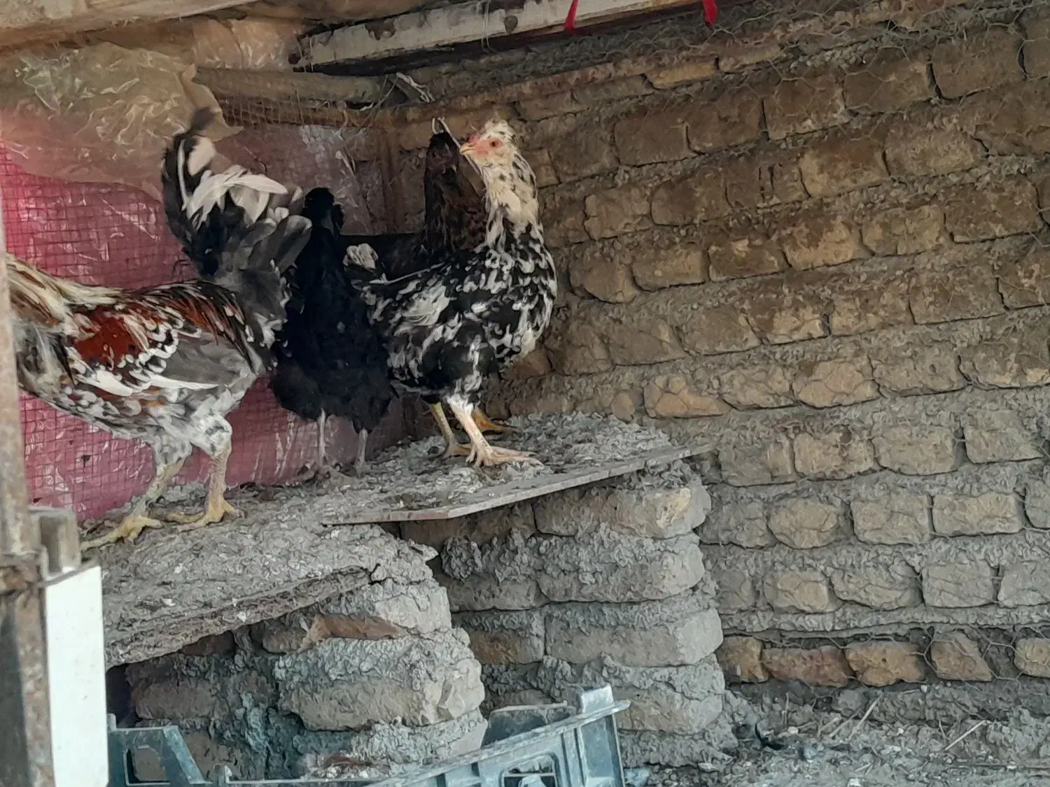 مرغ و خروس گلین و محلی|حیوانات مزرعه|سنگدوین, |دیوار